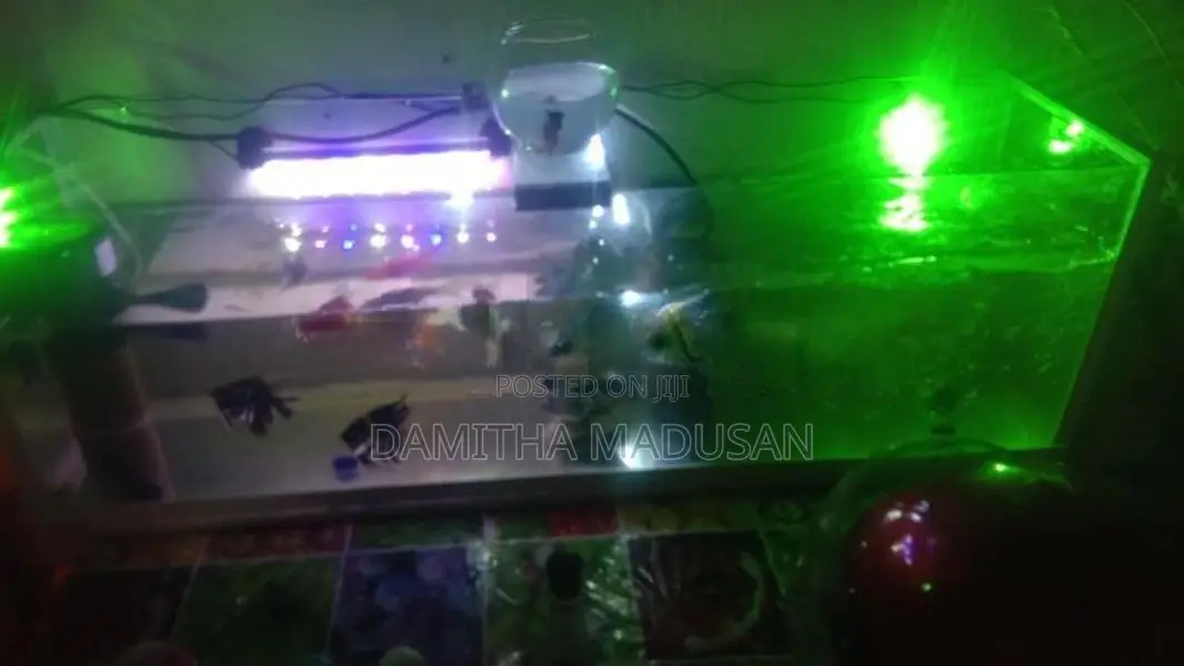 Fish Tank