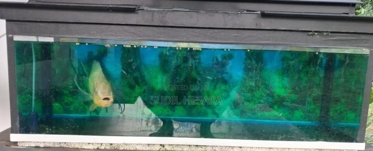 Oscar Fish with Aquarium Tank