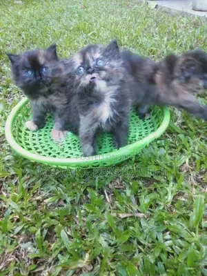 persian kitten