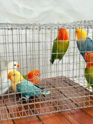 African Love Bird