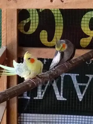cockatiel bird