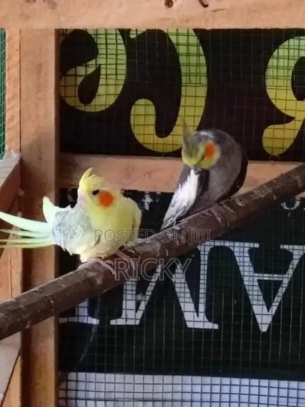 cockatiel bird