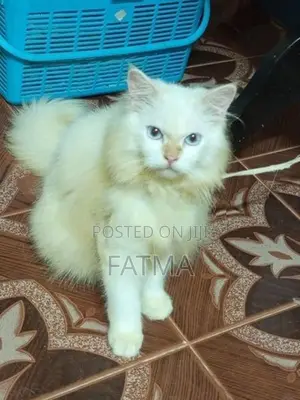 Persian Cat