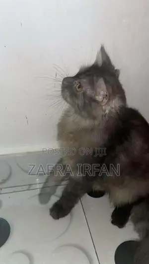 persian cat 7 month old male