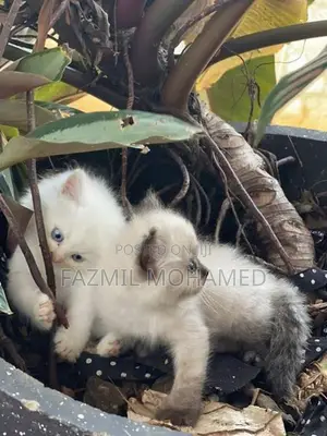 Persian cat