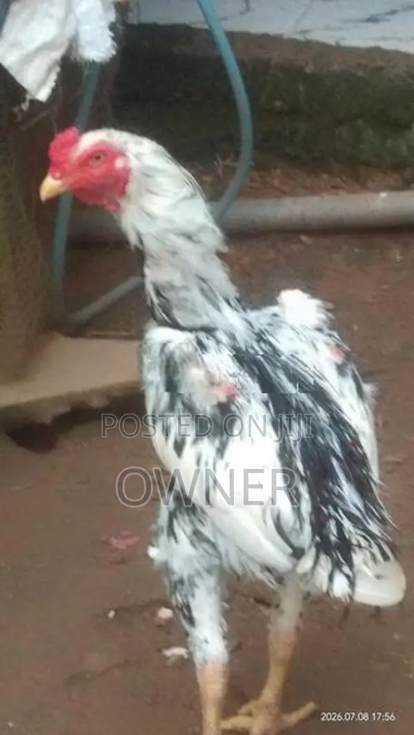 Rooster