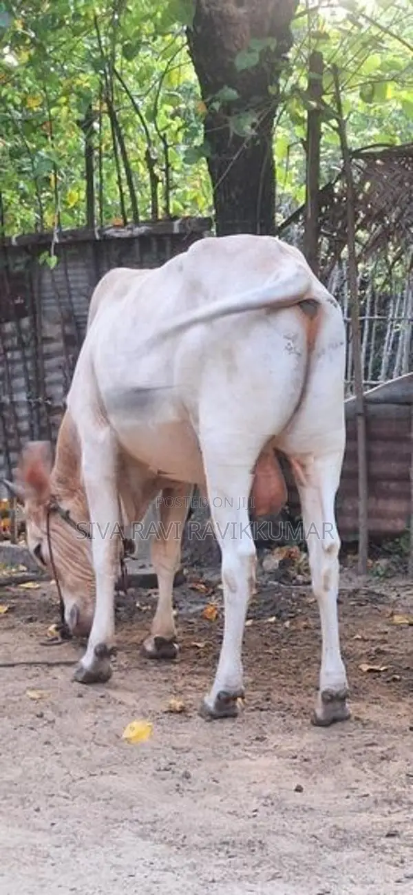 Farm Cow
