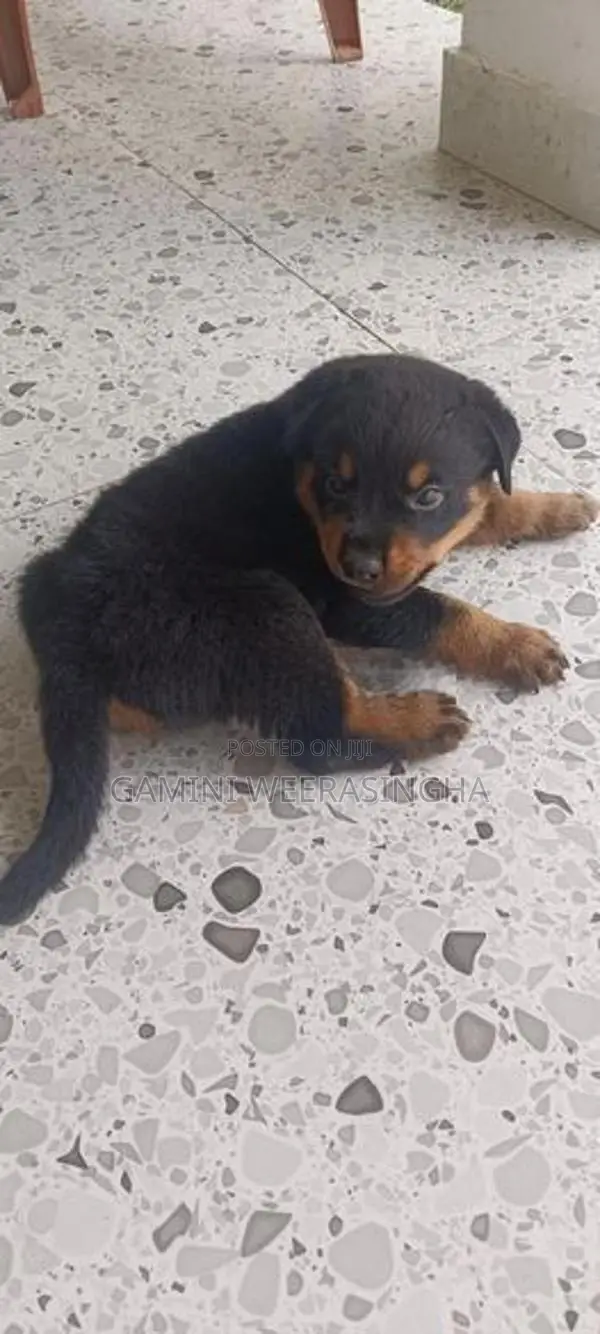 රොට්වයලර් බලු