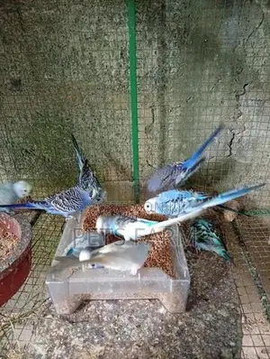 Love Birds