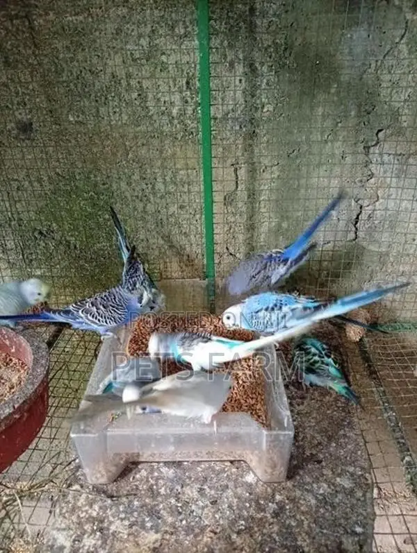 Love Birds