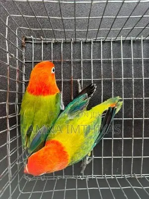 African Love Bird