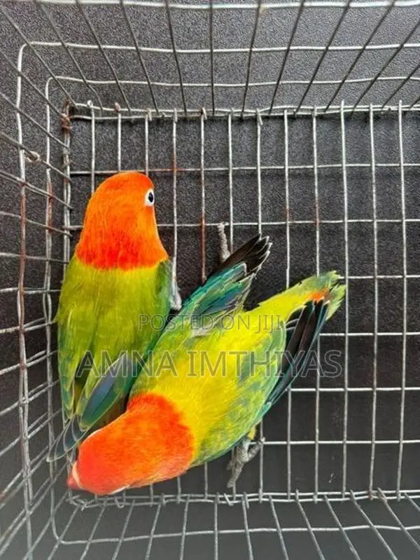 African Love Bird
