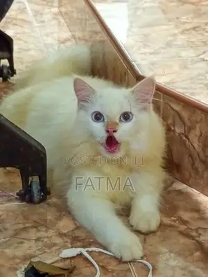 Persian Cat