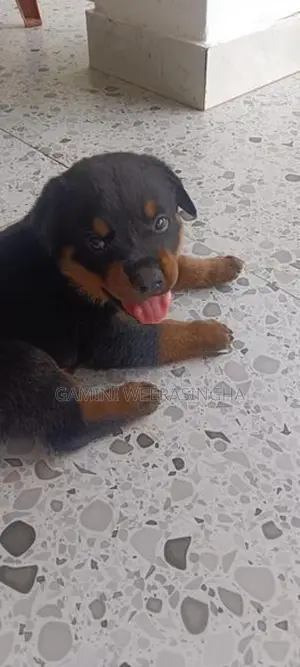 රොට්වයලර් බලු