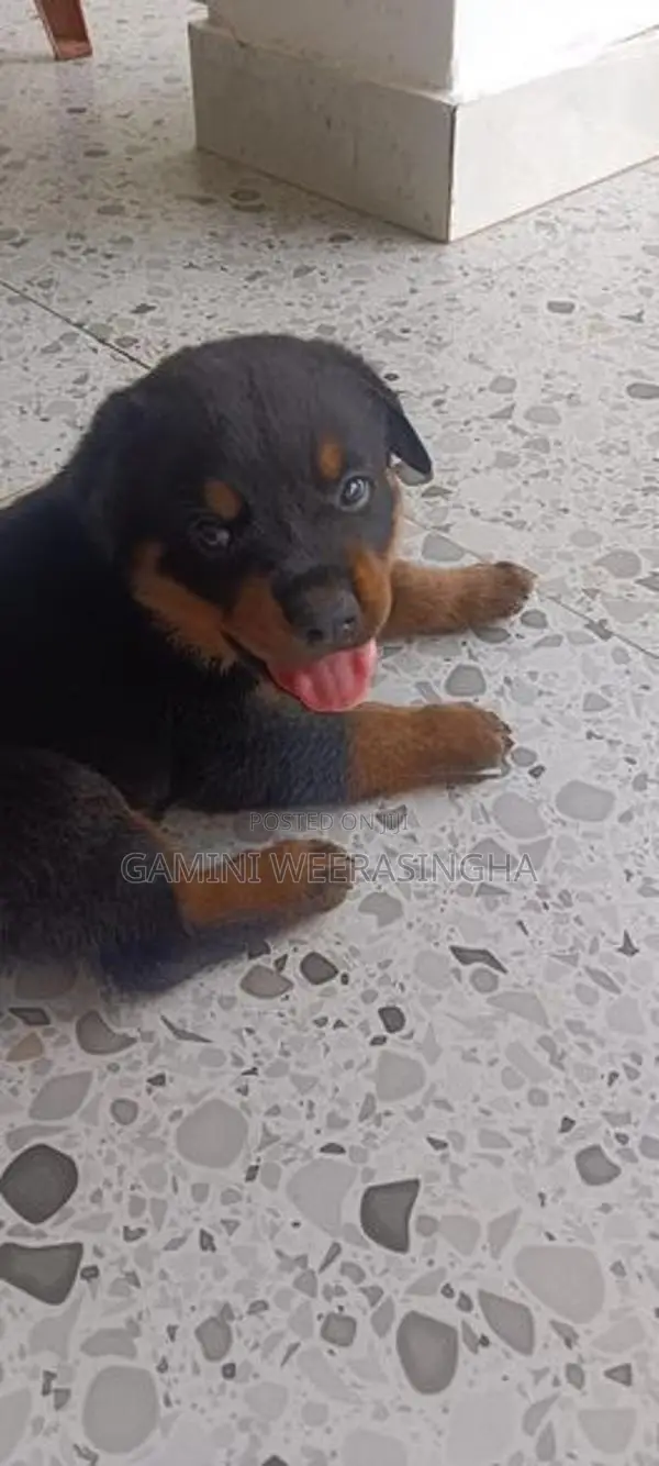 රොට්වයලර් බලු