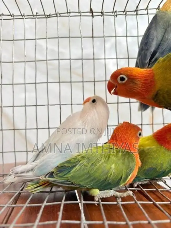 African Love Bird