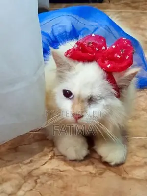Persian Cat