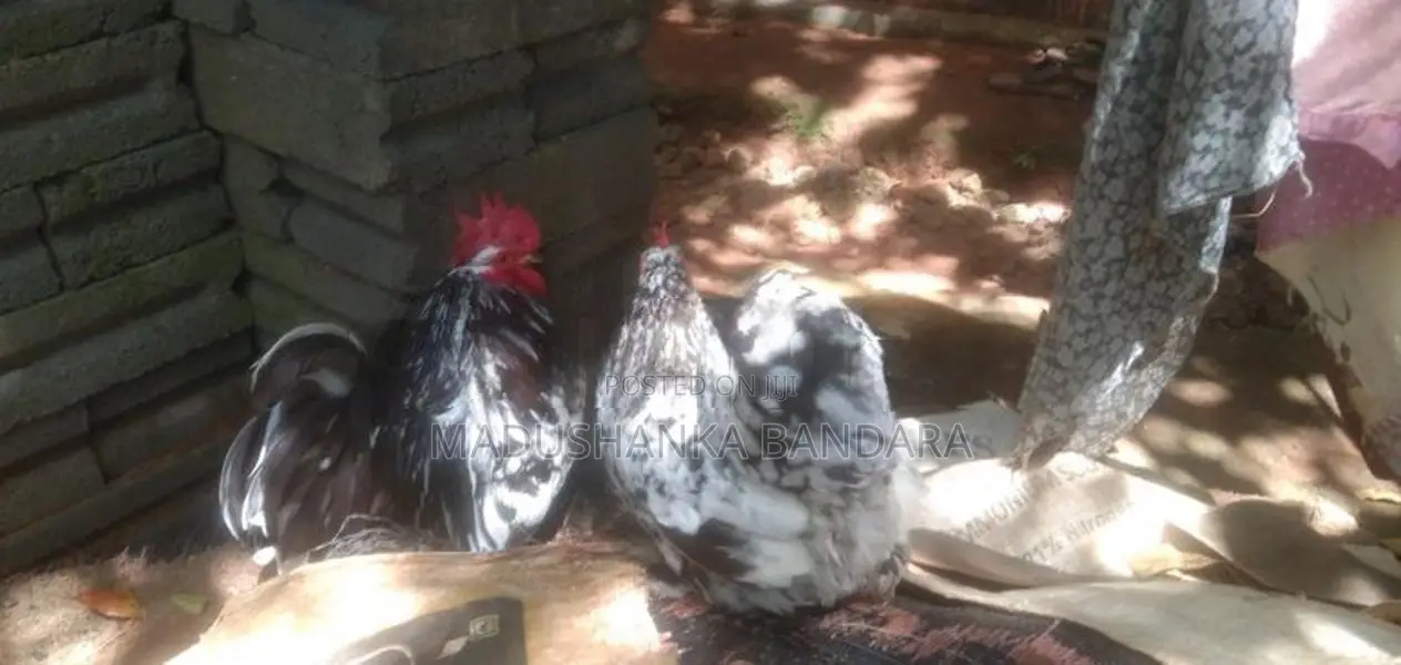 Farm Chicken