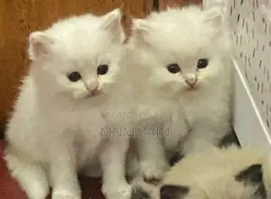 Himalayan Cross Blue Eye White Cat