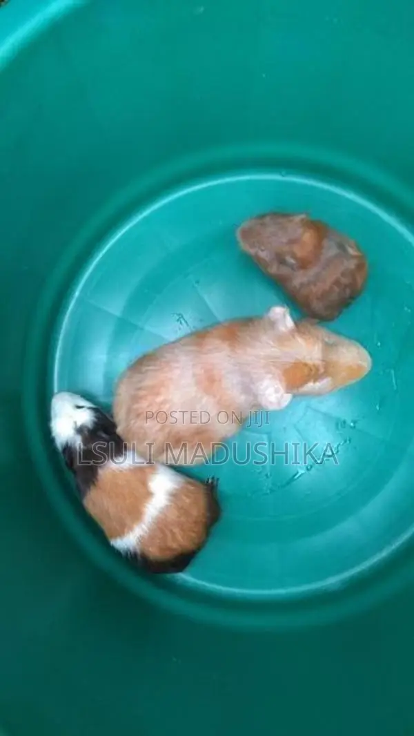 Long Shot Guinea Pigs