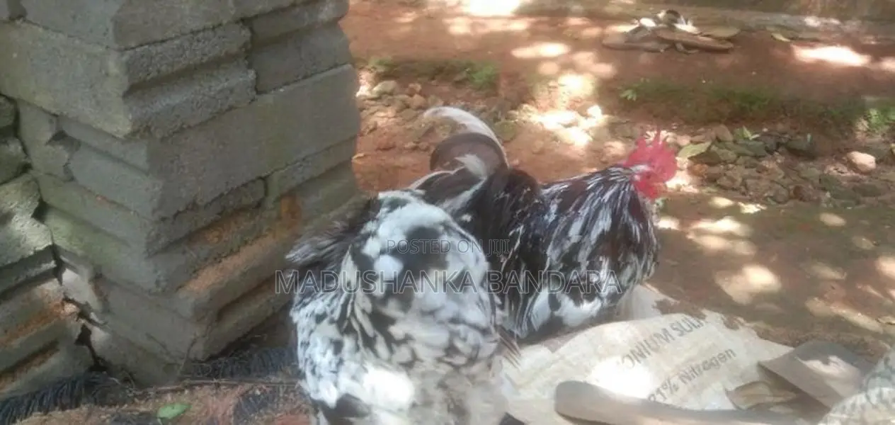 Farm Chicken