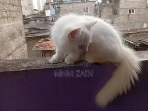 Himalayan Cross Blue Eye White Cat