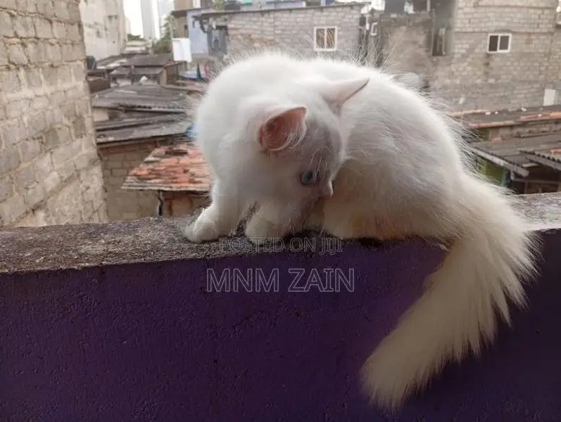 Himalayan Cross Blue Eye White Cat