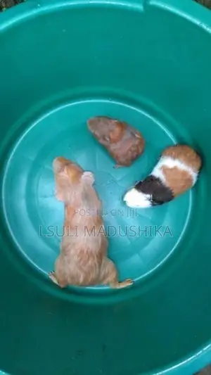 Long Shot Guinea Pigs