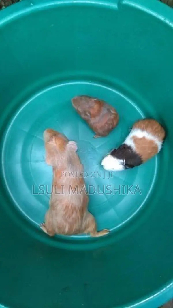Long Shot Guinea Pigs