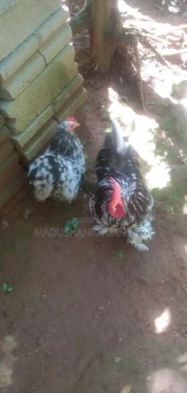 Farm Chicken