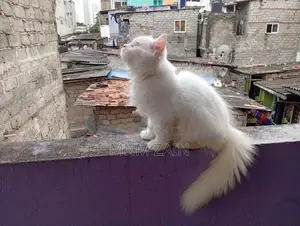Himalayan Cross Blue Eye White Cat
