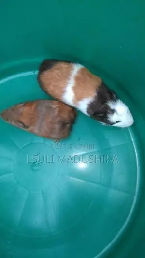 Long Shot Guinea Pigs
