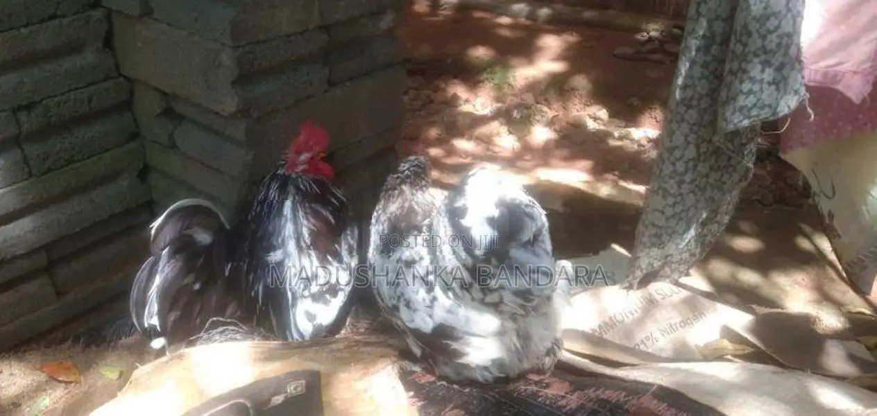 Farm Chicken