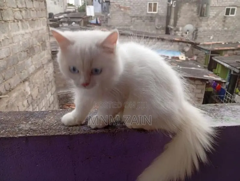 Himalayan Cross Blue Eye White Cat
