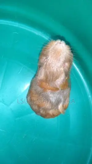 Long Shot Guinea Pigs
