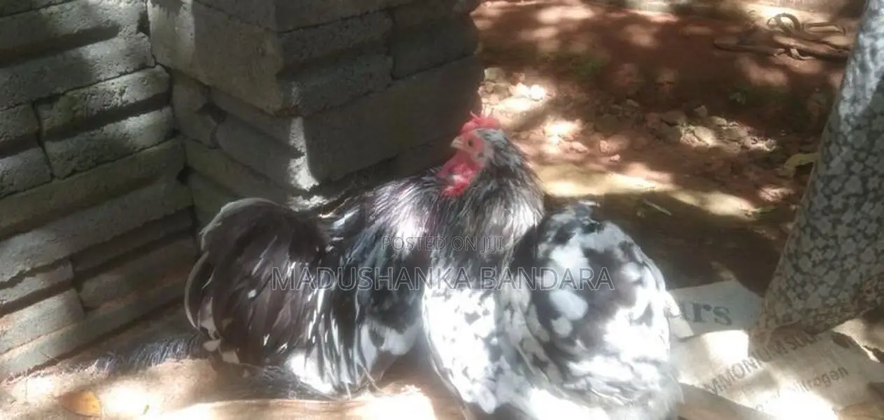 Farm Chicken