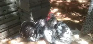 Farm Chicken