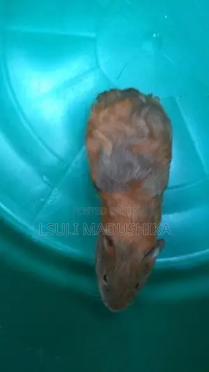 Long Shot Guinea Pigs