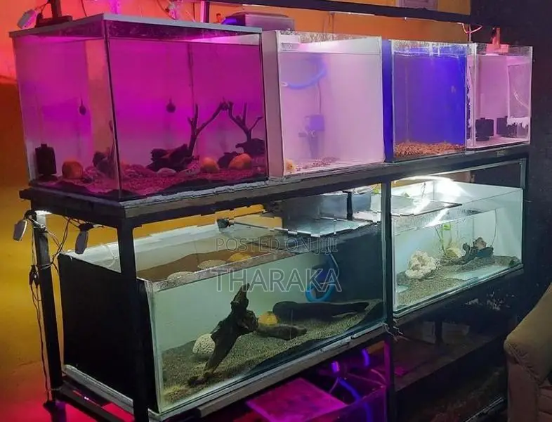 8 Tanks with A Iron Rack