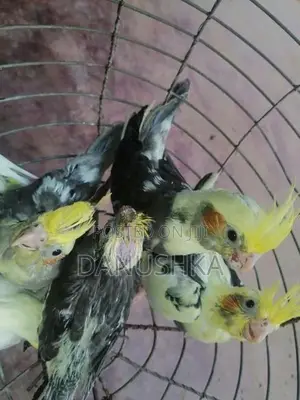 Cockatiel Birds