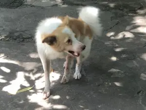 Pomeranian Dog
