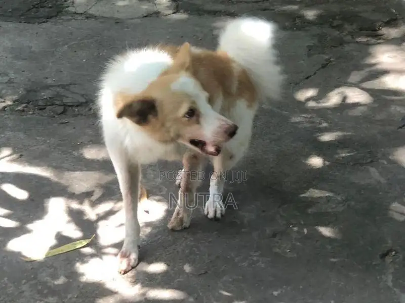 Pomeranian Dog