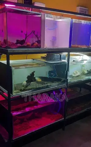 8 Tanks with A Iron Rack