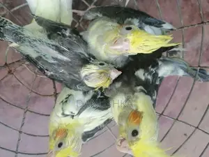 Cockatiel Birds