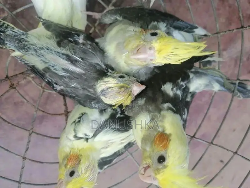 Cockatiel Birds