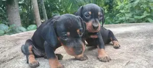 ඩැෂ්හවූන්ඩි පැටවින්