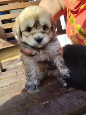 Tibetan Terrier Puppies