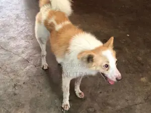 Pomeranian Dog