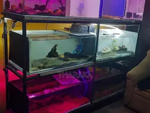 8 Tanks with A Iron Rack