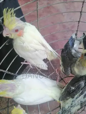 Cockatiel Birds